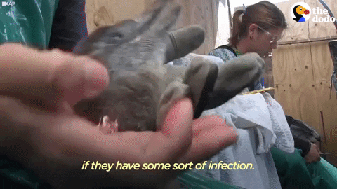 african penguin GIF by The Dodo