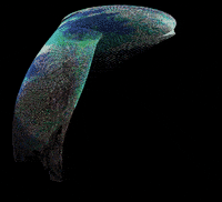 processing p5 GIF by Adam Ferriss