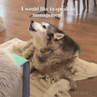 Sad Sleep GIF by Moose Lodge Senior Pet Sanctuary