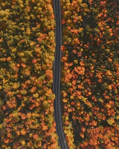 Driving Autumn Leaves GIF