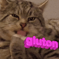 yashima37 cat eating yashima gluton GIF