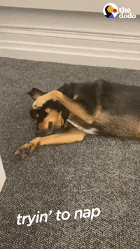 Dog Office GIF by The Dodo