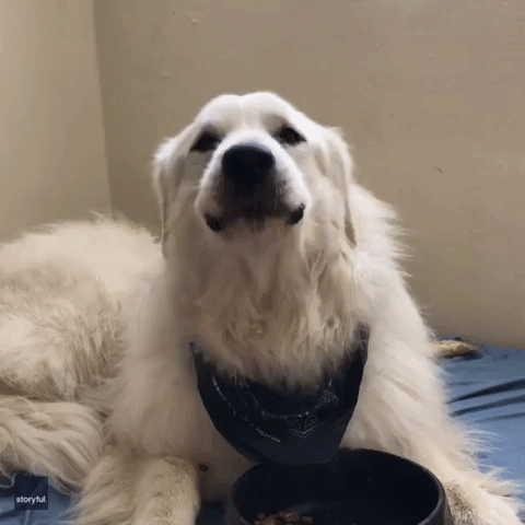 Dissatisfied Dog Growls in Disgust at His Breakfast