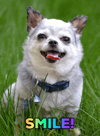 Happy Chihuahua GIF by Harley's Dream