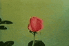 flowers GIF