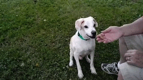 perro GIF
