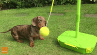 Miniature Dachshund Enjoys Tetherball in the Summer