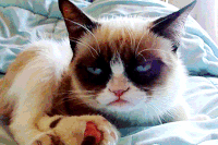 seor curtains darn wants GIF