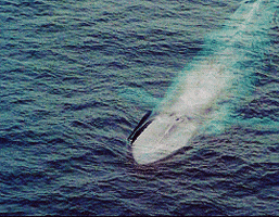 blue whale GIF