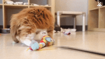 Kitten Attack