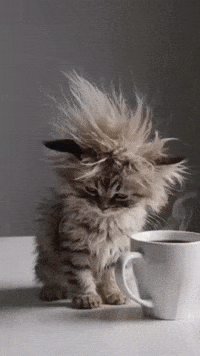 Kittens Purr GIF by Berk's Beans Coffee