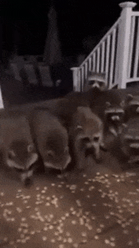 cookie crisp raccoons GIF by ViralHog