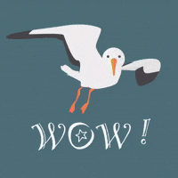 Bird Wow GIF
