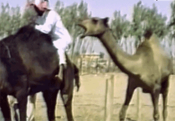 Wildlife gif. A camel pulls up behind another camel and a rider and it leans forward to take a huge chomp of the rider's butt and thigh. The rider jolts up and elbows the camel's mouth.