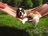 Dog Chill GIF