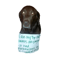 dogs STICKER by imoji