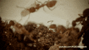 GIF by KQEDScience
