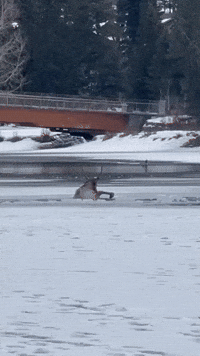 Wildlife Crew Saves Distressed Elk From Freezing Water