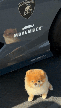 Pomeranian Happy Dog GIF