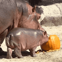 happy good night GIF by San Diego Zoo