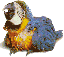 parrot wink Sticker