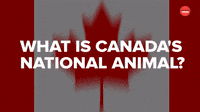What Is Canada's National Animal?