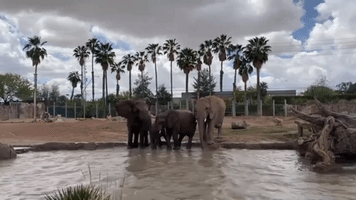 Elephant Herd Splashes in Pool at Arizona Zoo