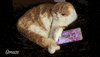 nine lives cat GIF by Omaze