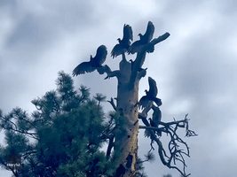 Vultures Strike Perfect 'Spooky-Cool' Pose