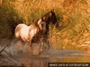 horses GIF