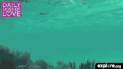 exploreorg love nature animal organic GIF