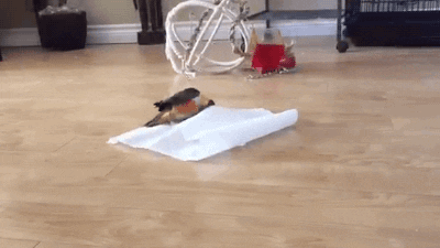 parrot paper towels GIF