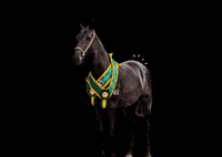 Mm Mp GIF by Haras Misk