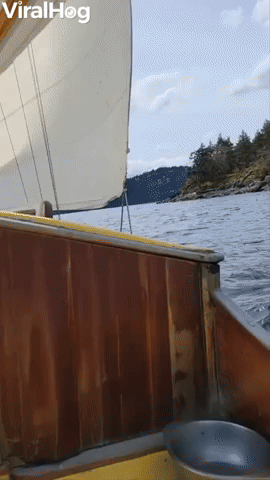 Orca Spotted From Antique Sailboat