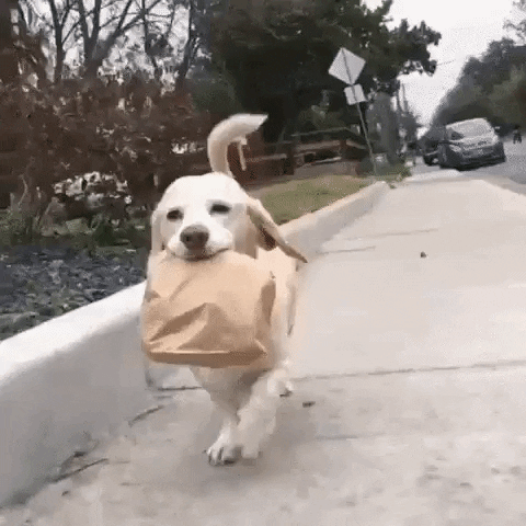 Video gif. A dog races down a sidewalk with a paper sack in its mouth.