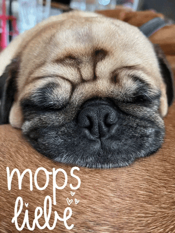 Cutie Pug GIF
