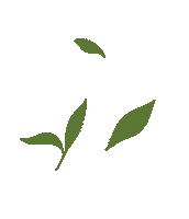 Tea Leaf Fall Sticker by sabobatage