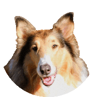 Border Collie Dog Sticker by Weld Realty