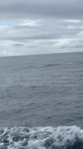 'This Is So Cool!' Backflipping Dolphin Delights Whale Watchers