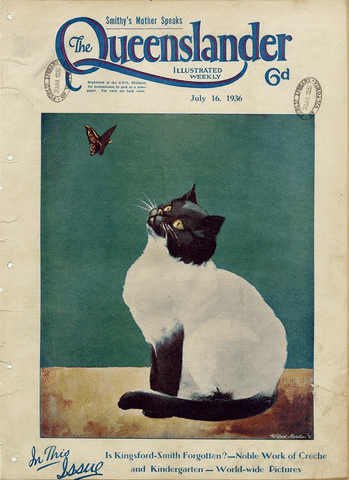 StateLibraryofQueensland giphyupload cat queenslander state library of queensland GIF