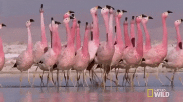 looking national geographic GIF by Nat Geo Wild