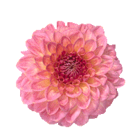 day of the dead love Sticker by Flower Council