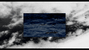 Sub Pop Water GIF by Sub Pop Records