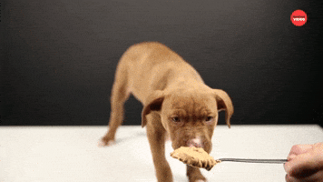 Puppy Eating Peanut Butter