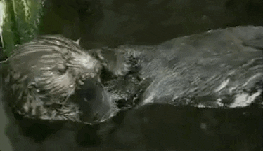 USGSSocialMedia giphyupload what say what what the GIF