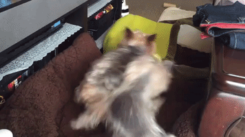 Greedy Terriers Have Tug of War Over Toy