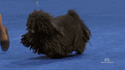 Dog Show GIF by NBC