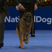 Dog Show GIF by NBC