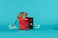 Excited Back To School GIF by Best Friends Animal Society