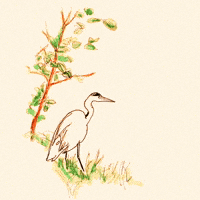 Eating Fish Heron GIF